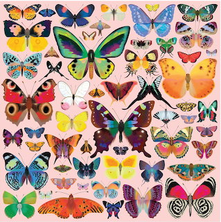 Butterfly Collection