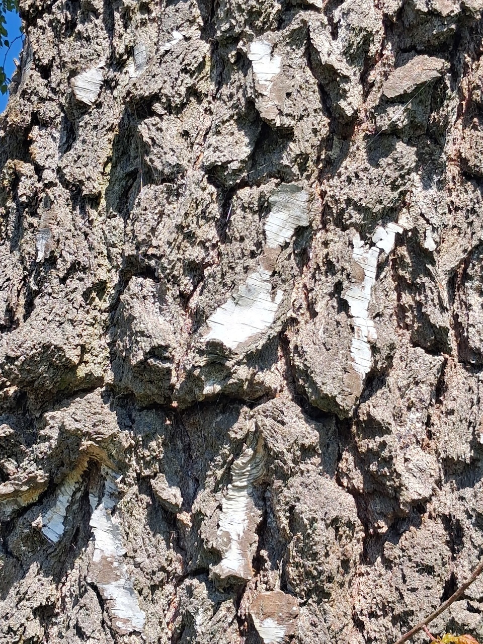 Close-up of rough birch tree bark with white and grey textured patterns