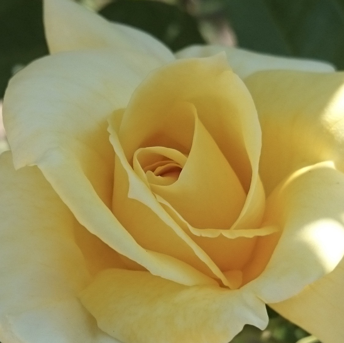 Close-up of a pale yellow rose flower with layered petals
