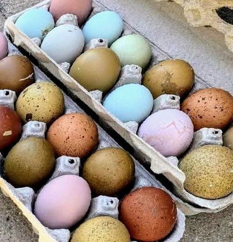 Wicker basket filled with fresh brown and white eggs on wood