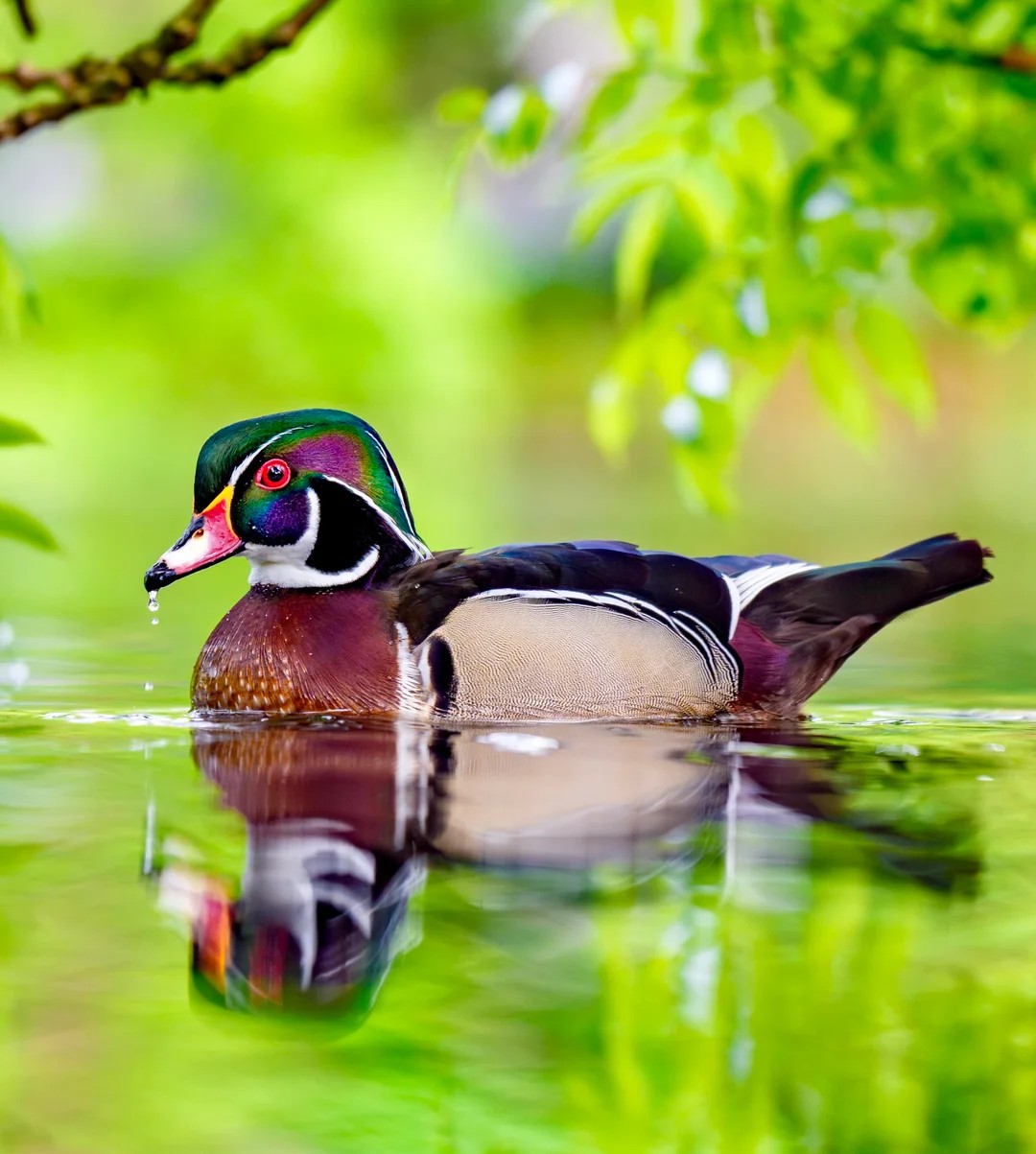 Male wood duck swimming on still water with green foliage and reflection