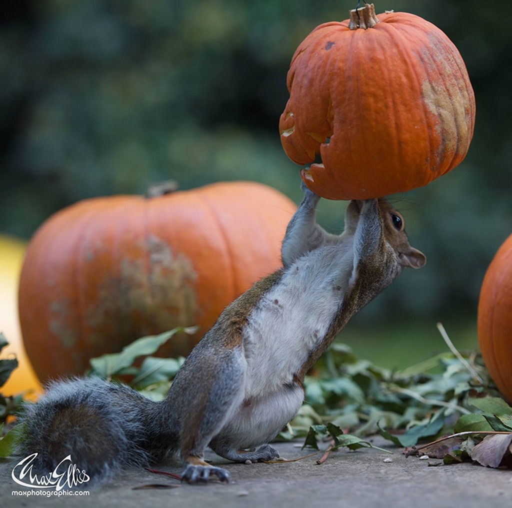 Squirrel holding up a carved pumpkin beside other pumpkins and fallen leaves