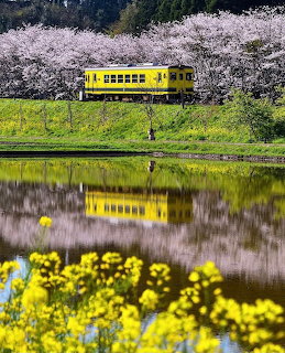 Yellow train traveling past pink cherry blossom trees with reflection in water and yellow flowers in foreground