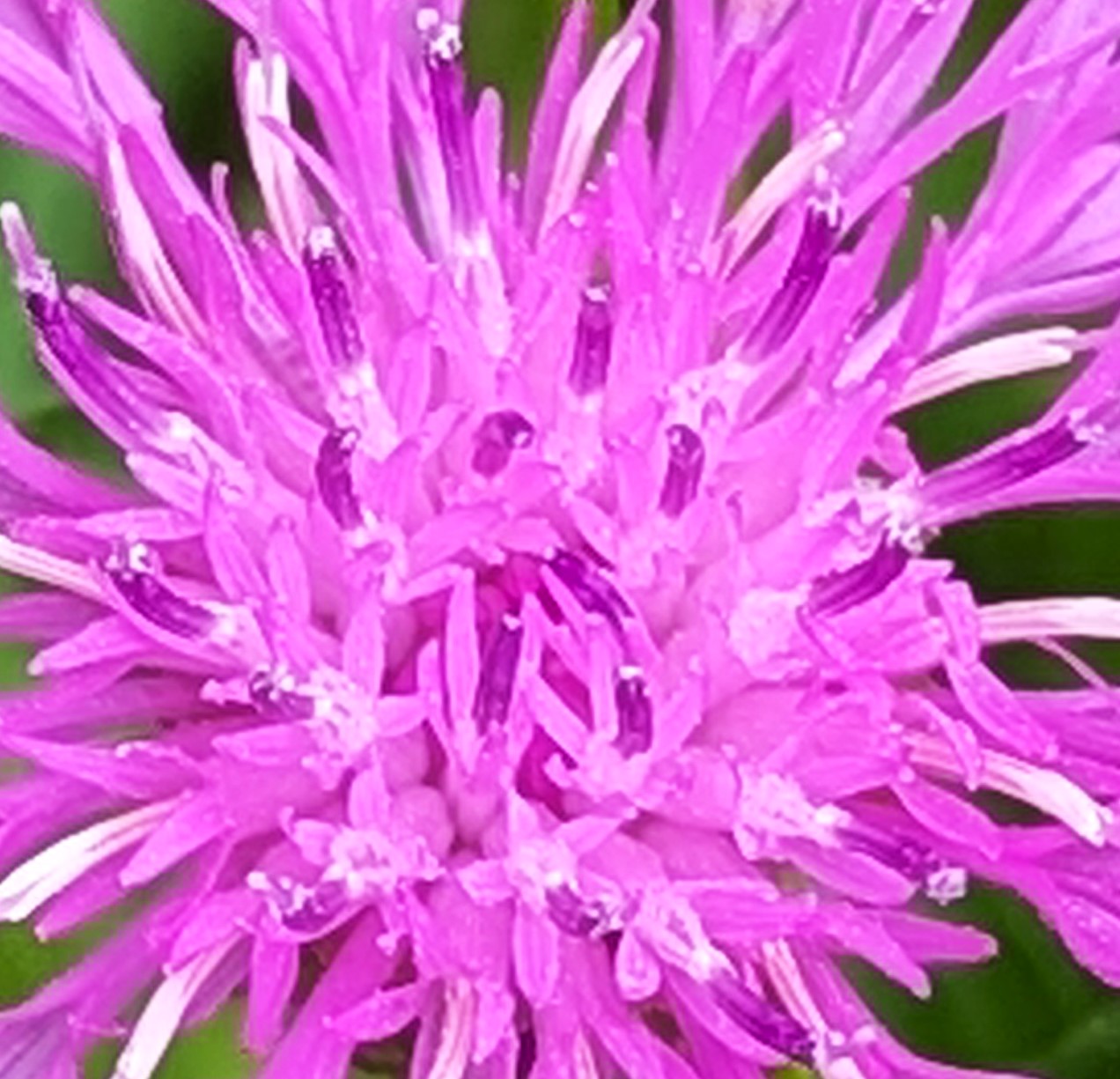 Closeup of vibrant pink knapweed flower with spiky radiating petals