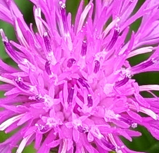 Pink Knapweed Flower Closeup