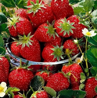 Bowl of fresh red strawberries with green stems surrounded by leaves and flowers
