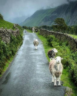Sheep on wet country road with stone walls and mountains under cloudy sky