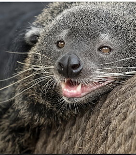 Binturong Close-Up