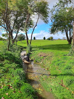 Dog sitting by a stream in a green countryside landscape with trees and blue sky