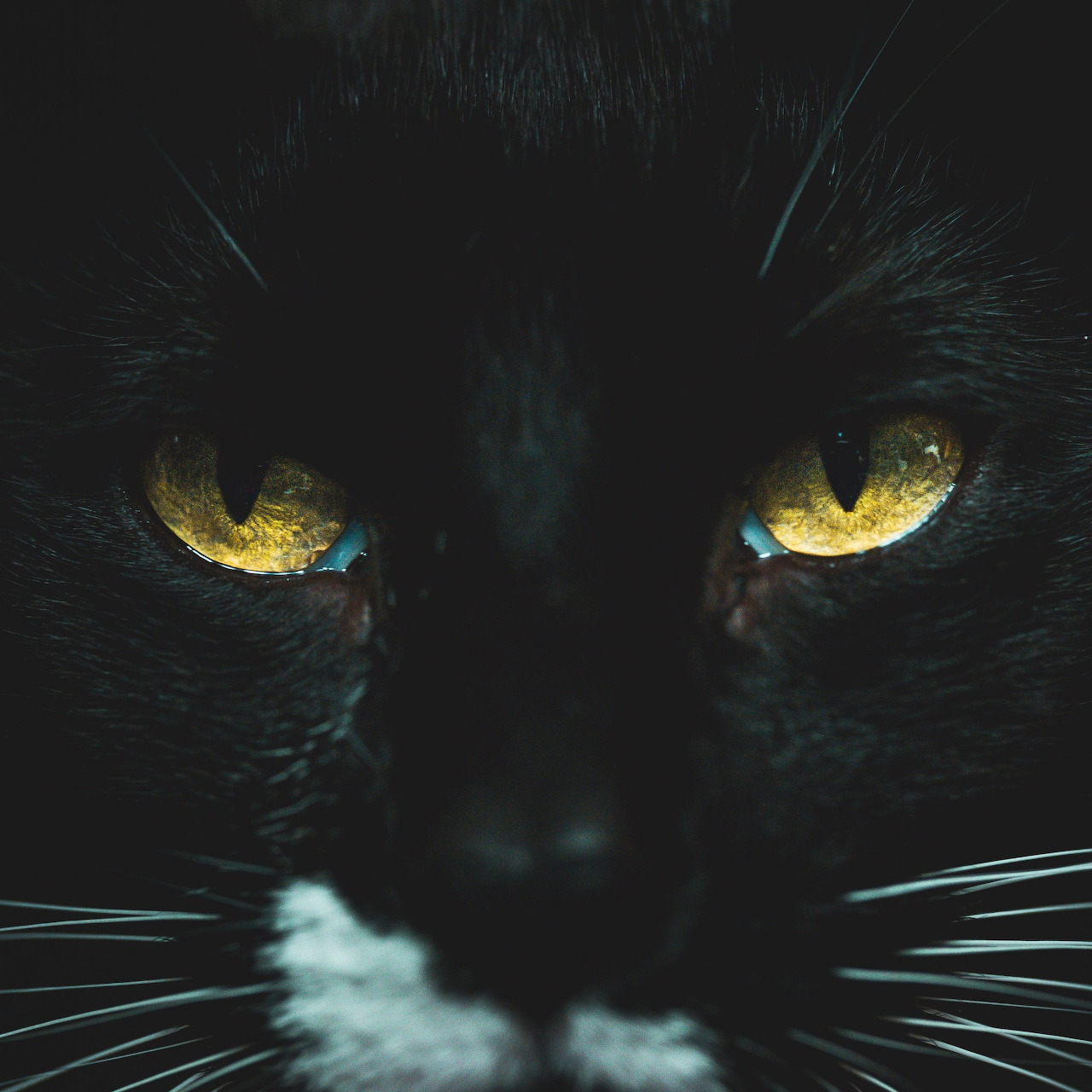 Black Cat Eyes
