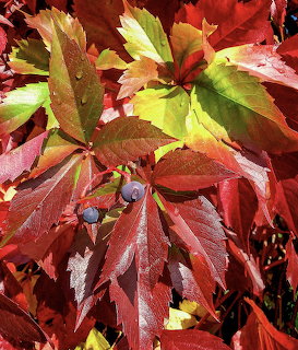 Virginia creper vine with red and green autumn leaves and small blue berries in sunlight