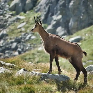 Chamois on Mountain Ridge