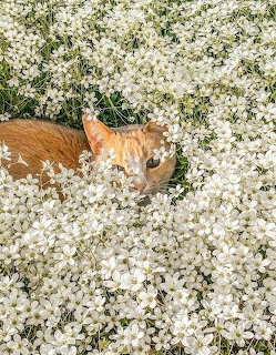 Orange tabby cat resting among abundant white flowers