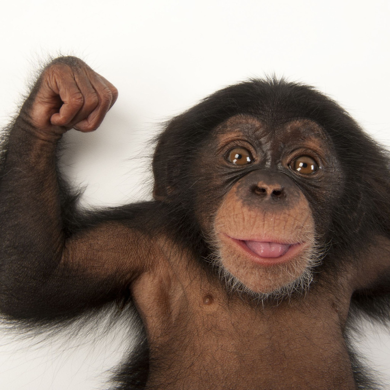 Baby chimpanzee raising one fist in celebration against white background
