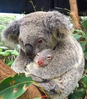 Mother koala cuddling baby joey on tree branch
