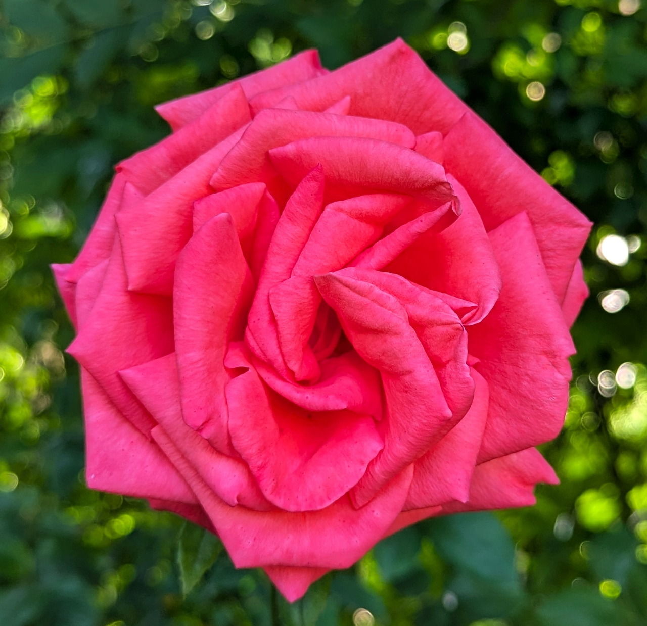 Close-up of a vibrant pink rose flower in full bloom against blurred green leaves