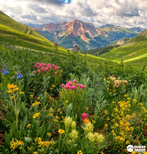 Wildflowers and Ouray's Red Mountain