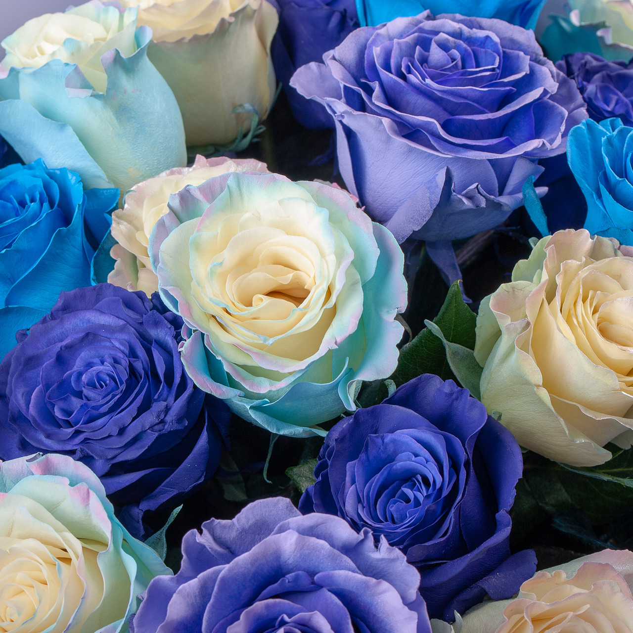 Arrangement of blue, purple, white and cream roses with green leaves