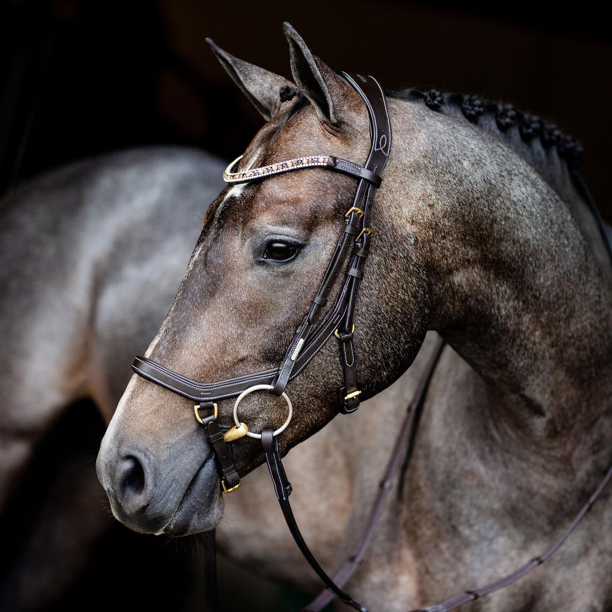 Portrait of a gray horse with bridle against black background
