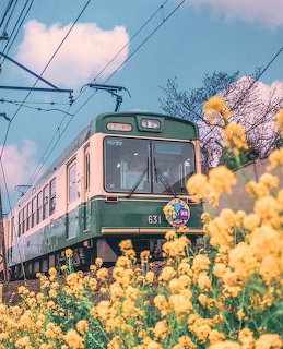 Japanese Train in Yellow Flowers