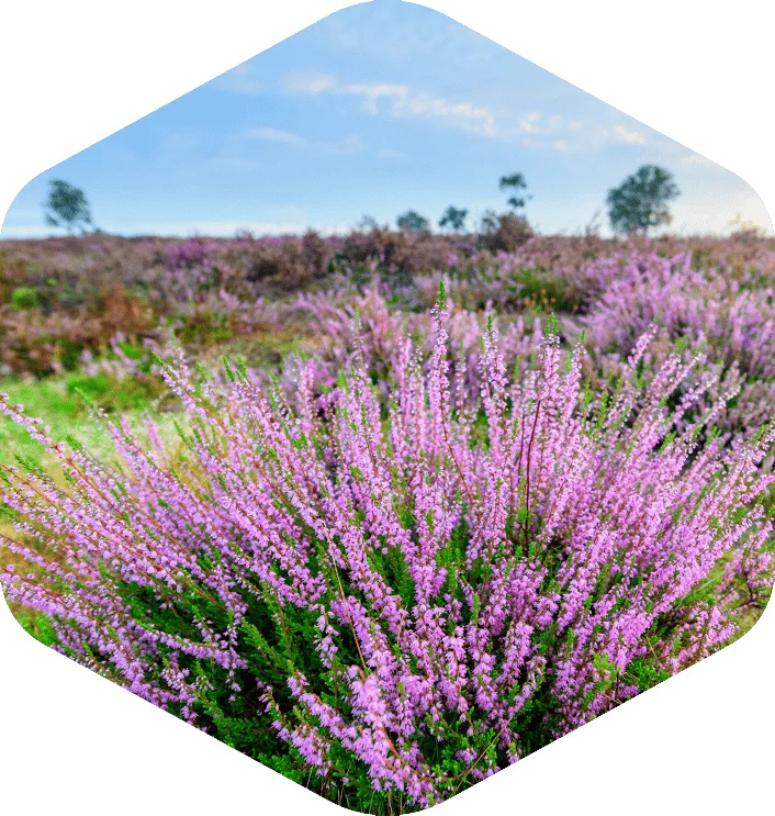 Purple heather flowers in a field beneath a blue sky