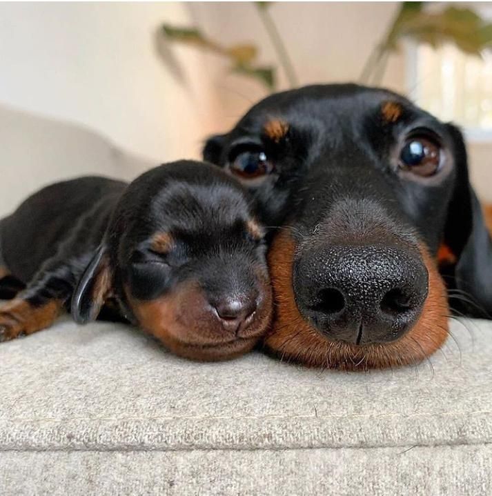 Close-up of an adult dachshund lying beside a sleeping dachshund puppy on a cushion