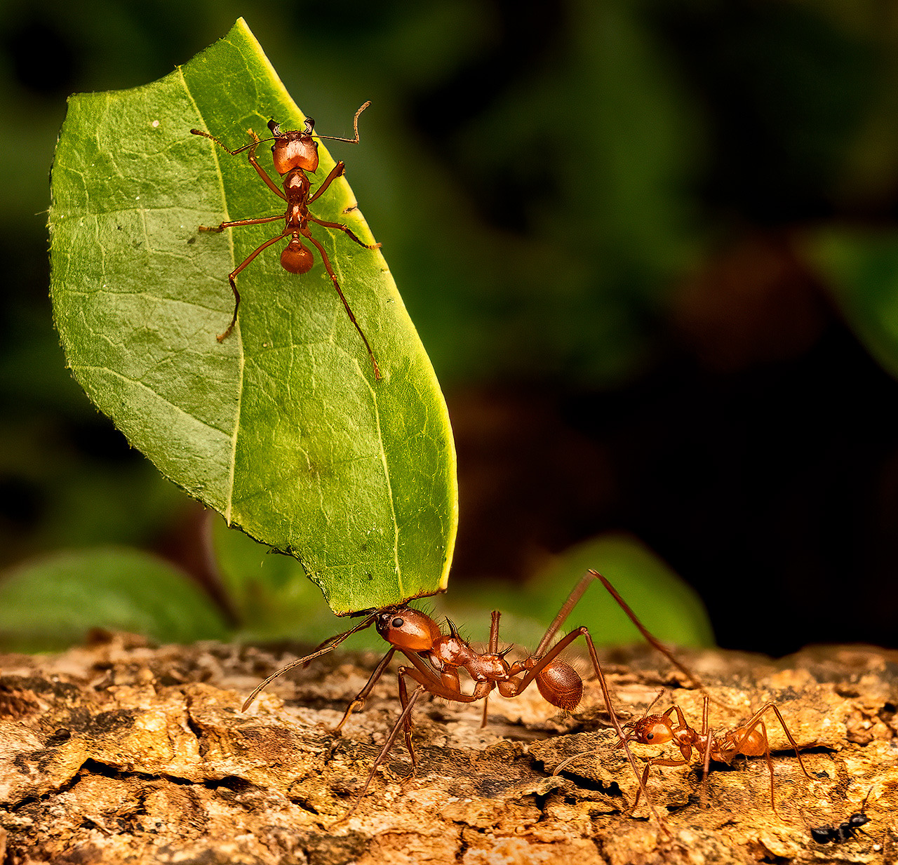 Macro photo of leafcutter ants on tree bark, one carrying a green leaf
