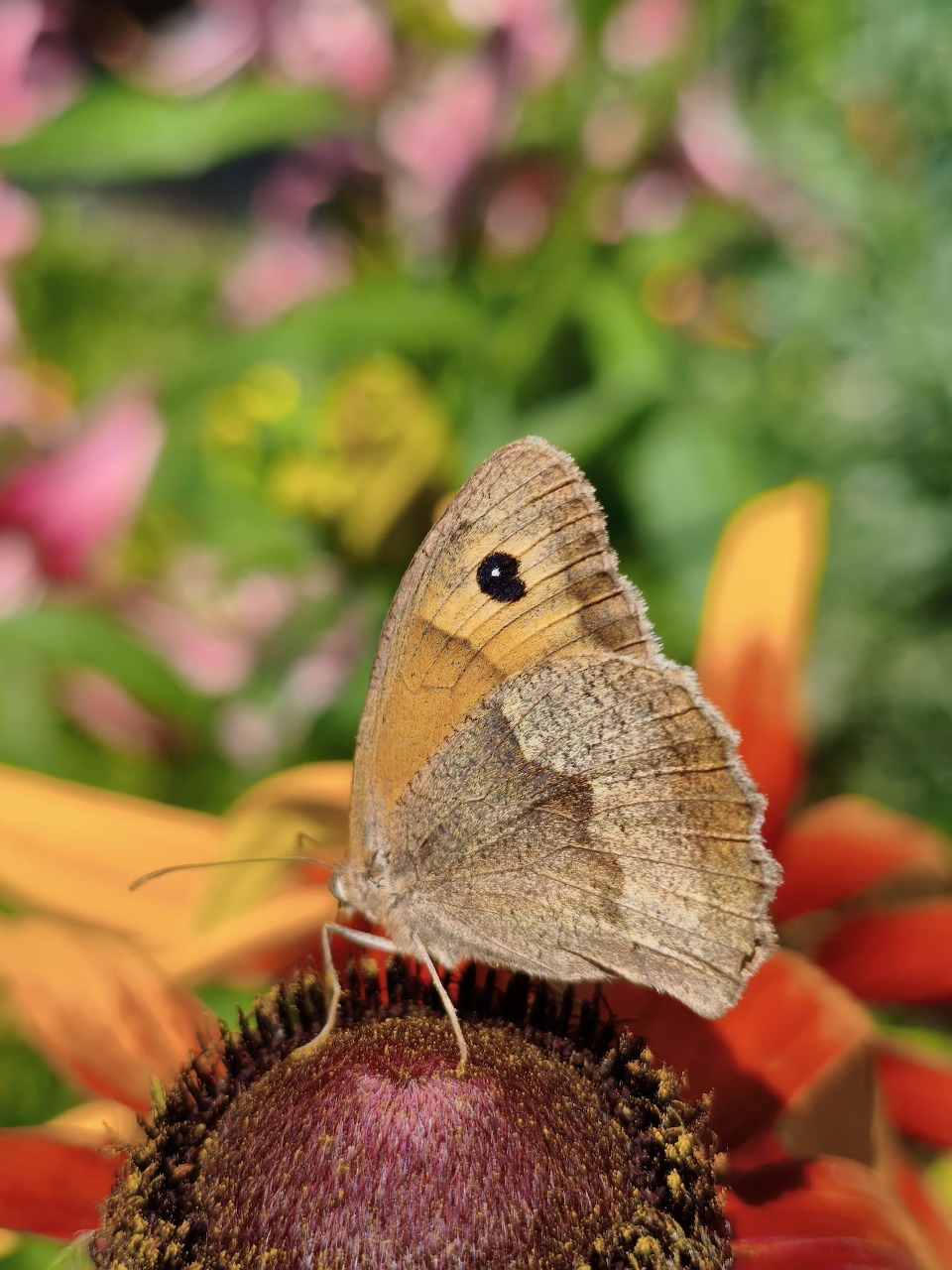 Meadow brown butterfly resting on orange coneflower center in colorful garden