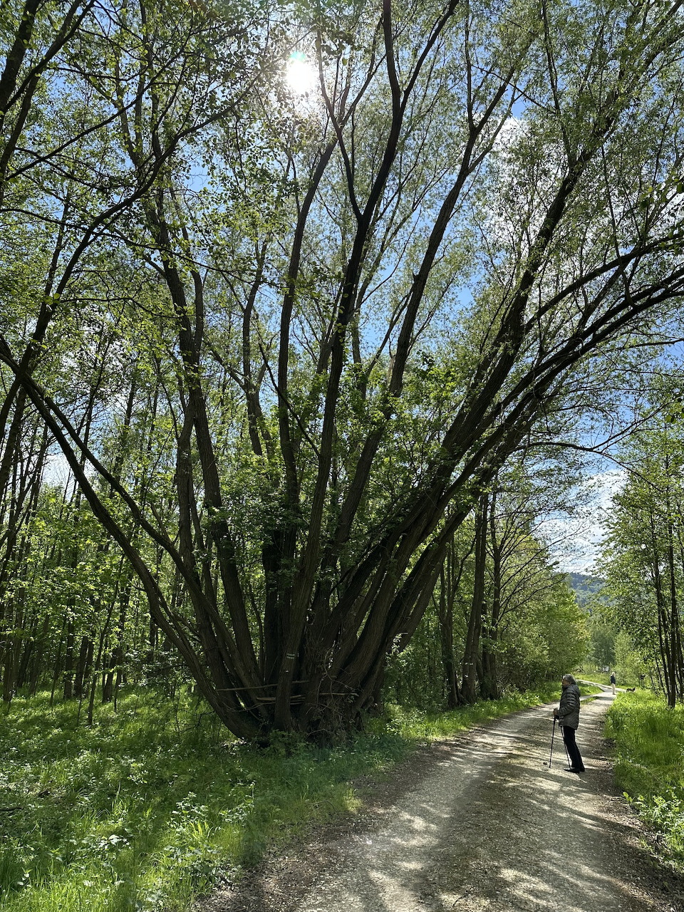 Person walking on a dirt path beside a large multi-stemmed tree in a green forest