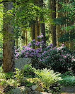 Purple rhododendron bushes bloming in a sunlit forest with tall trees and green ferns