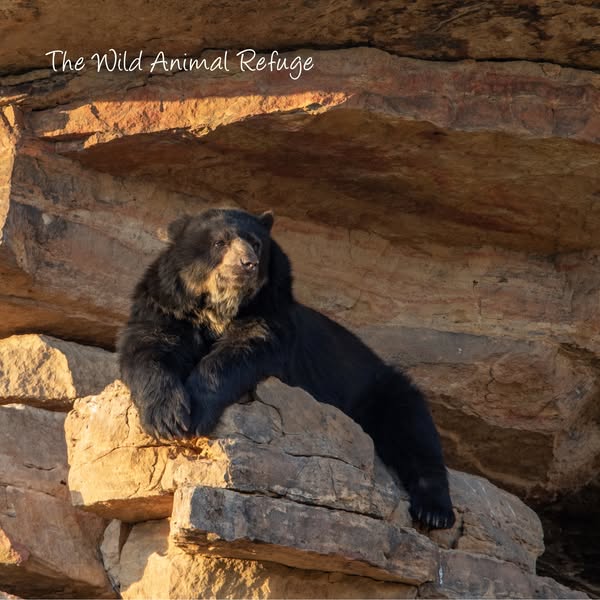 Spectacled Bear on Rocks