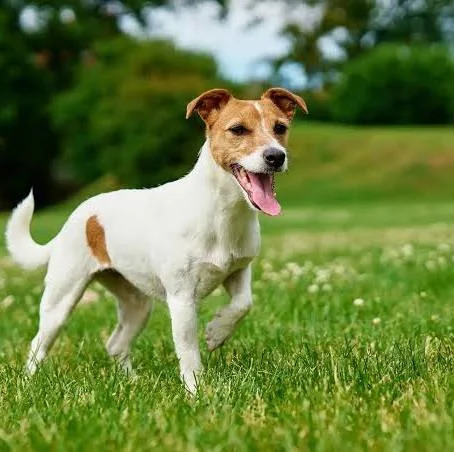 White and tan Jack Russell Terrier standing on green grass with tongue out