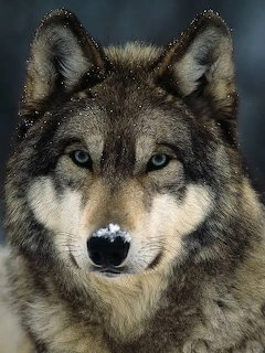 Close-up portrait of a gray wolf with blue eyes looking directly at camera