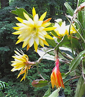 White and yellow night-blooming cactus flowers with spiky petals and red flower bud among green leaves