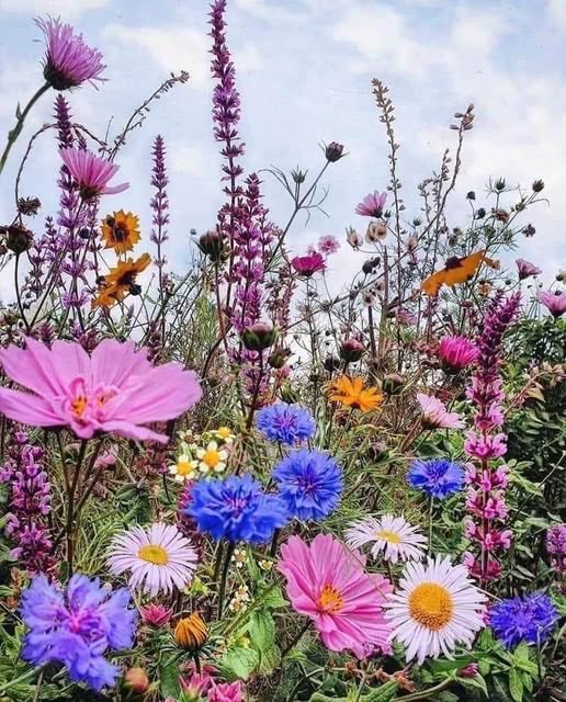 Colorful wildflower meadow with pink cosmos, blue cornflowers, daisies, and purple blooms against a cloudy sky