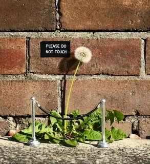 Dandelion by Brick Wall