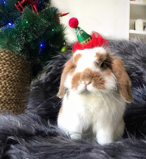 Fluffy brown and white lop rabbit wearing a small Christmas hat on a gray fur blanket
