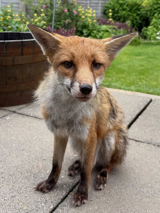 Red fox sitting on a patio looking at the camera, with garden plants in the background