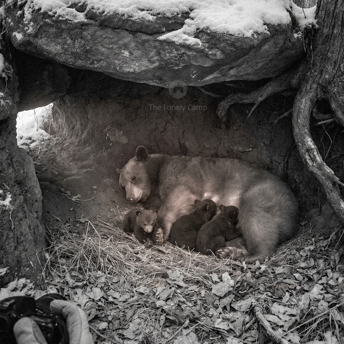 Mother bear lying with cubs under a rocky den overhang in winter with snow on top
