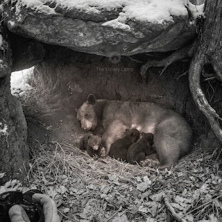 Bear and Cubs in Den