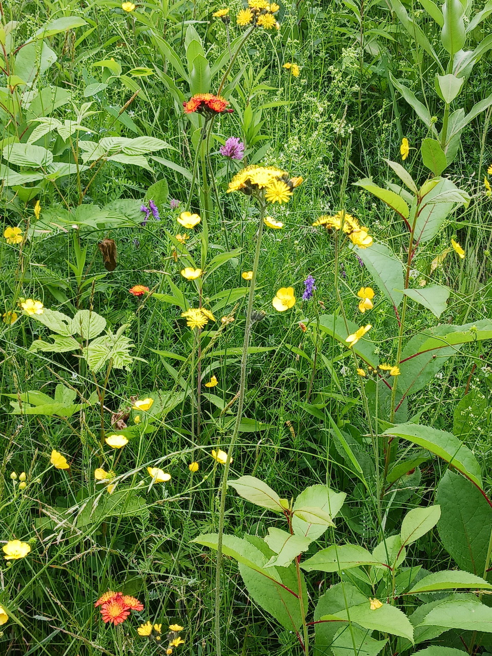 Dense wildflower meadow with yellow, red, orange, and purple flowers amid green grass and foliage