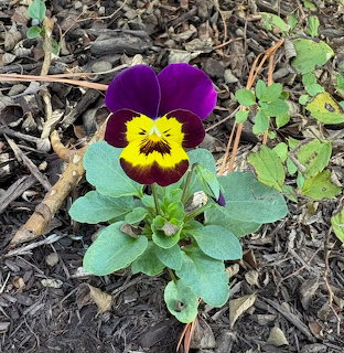 Purple and yellow pansy flower with green foliage growing in wood mulch ground cover