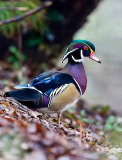 Wood Duck Drake