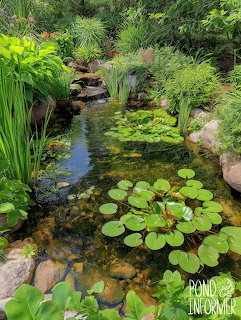 Calm pond with surrounding greenery and reflections on the water surface.