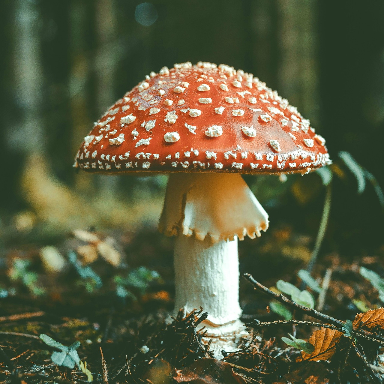 Red fly agaric mushroom with white spots on forest floor