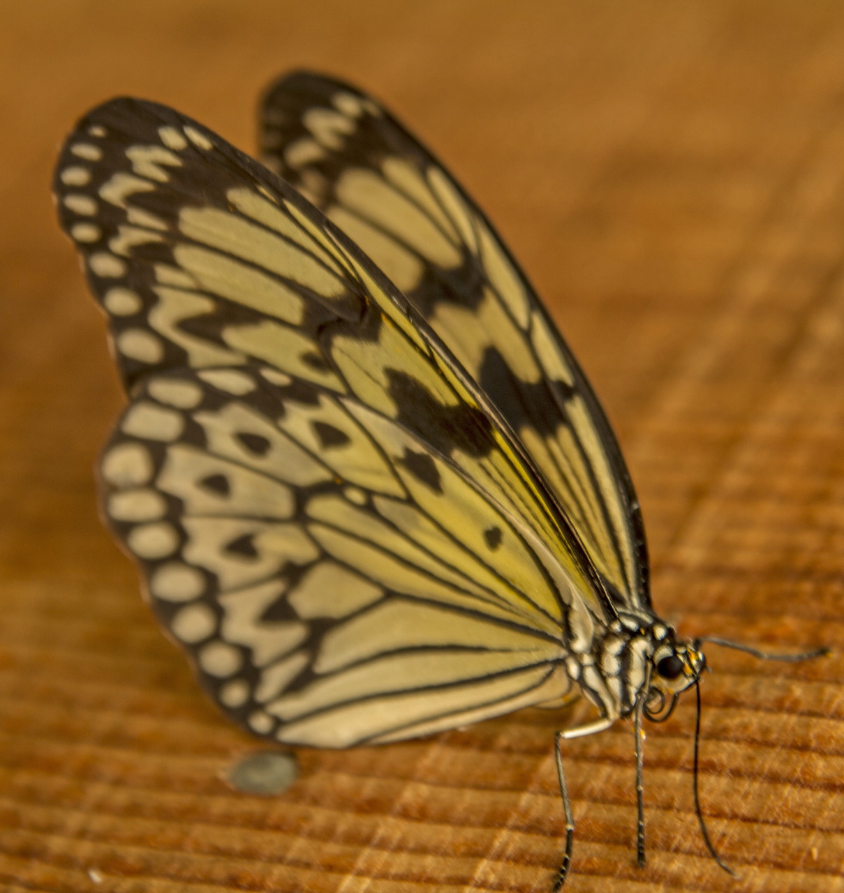 Paper Kite Butterfly