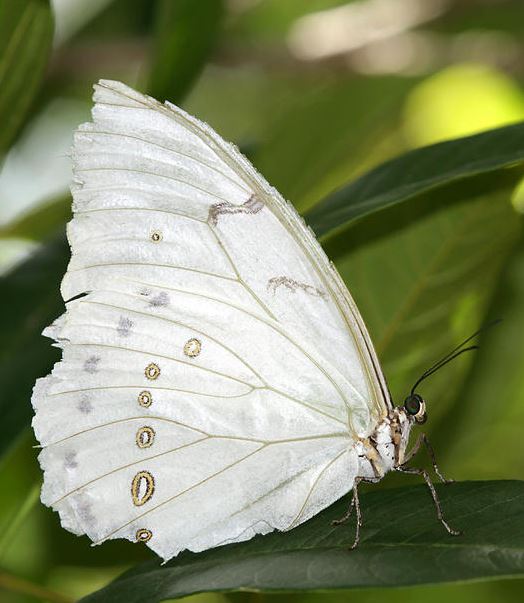White butterfly with subtle markings perched on a green leaf