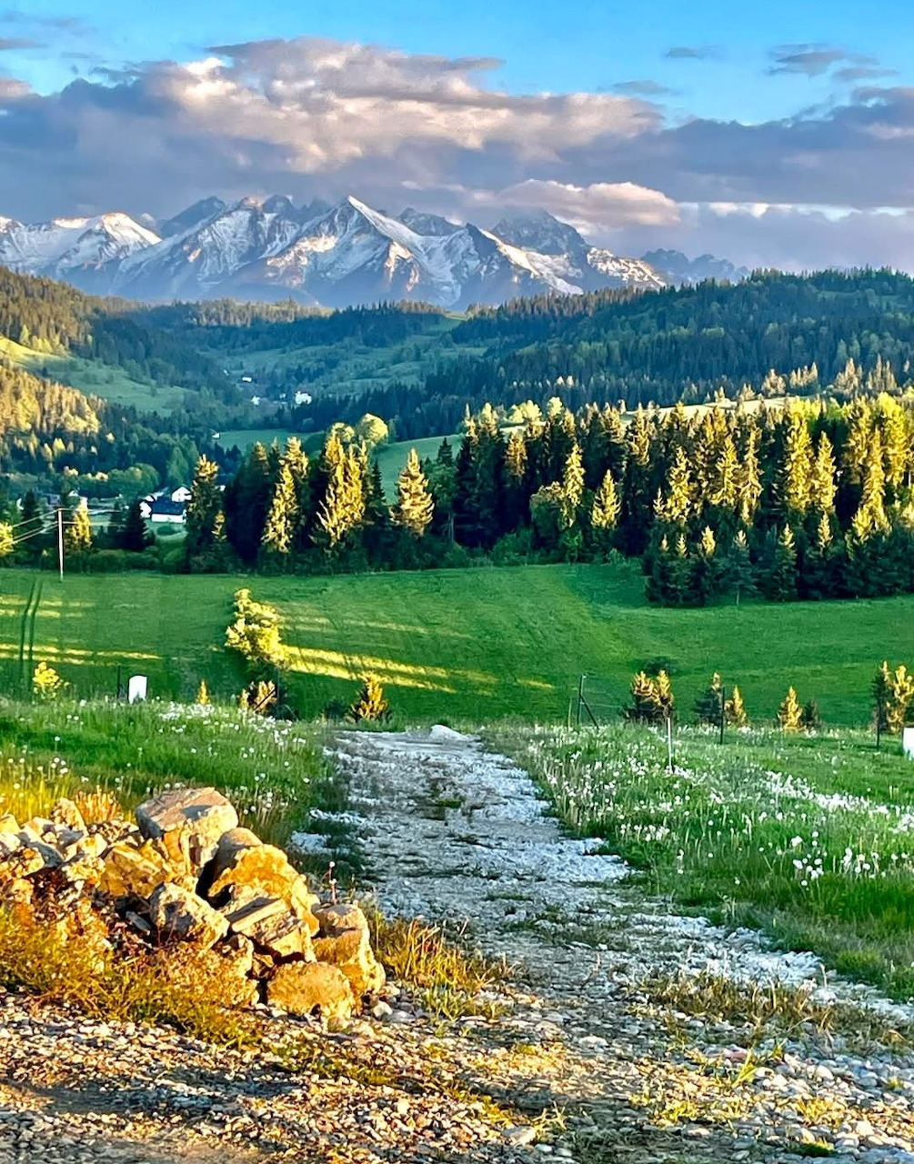 Green meadows and pine forests with snow-capped mountains in the background under a blue sky