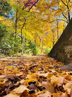 Ground-level view of a path covered in fallen autumn leaves with yellow trees overhead