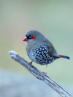 Red Eared Firetail finch with spotted feathers and red eye patch perched on a dry branch